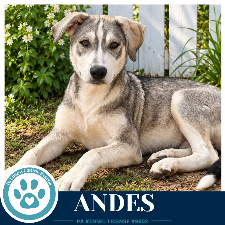 Andes (Arctic Team) 101726, photo 2