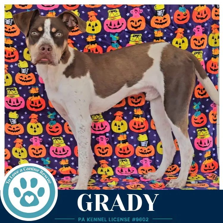 Grady - Australian Cattle Dog/Blue Heeler