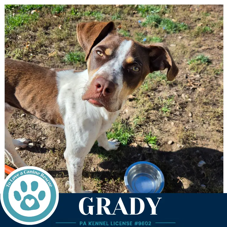 Grady - Australian Cattle Dog/Blue Heeler