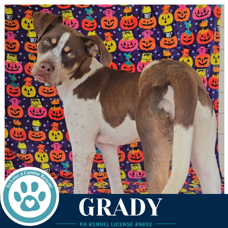 Grady 101726, photo 3