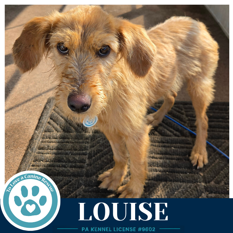 Louise 101726