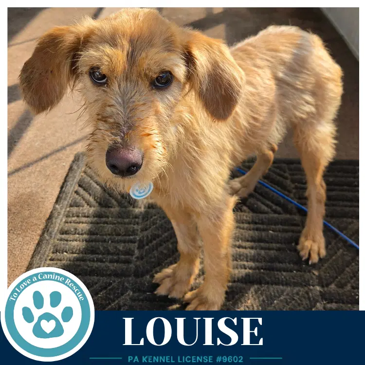 Louise - Golden Retriever