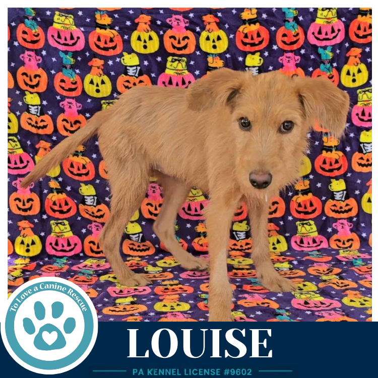 Louise 101726, photo 3