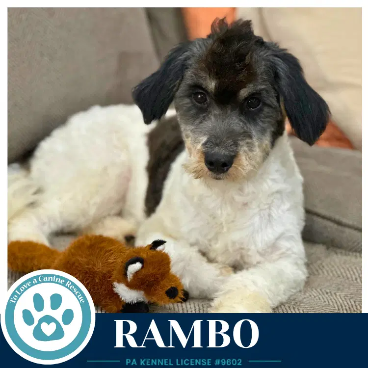 Rambo - Dachshund