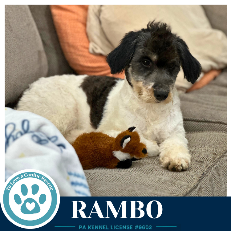 Rambo 101726, photo 2