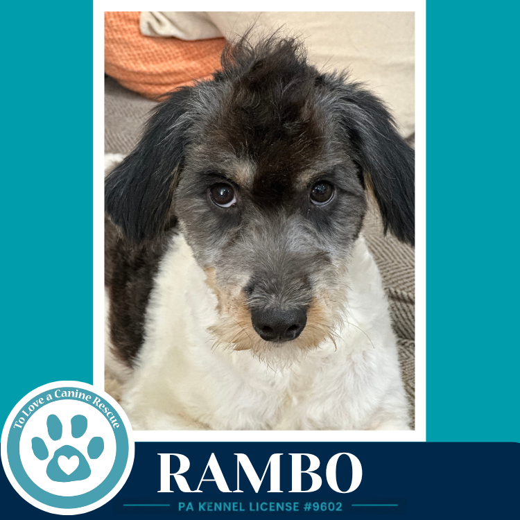 Rambo 101726, photo 3