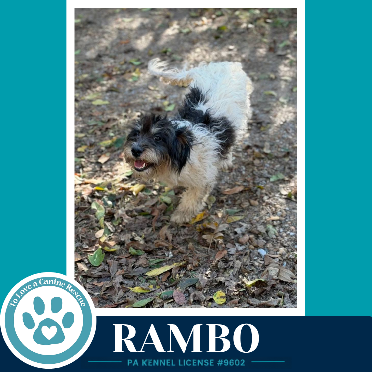 Rambo 101726, photo 4