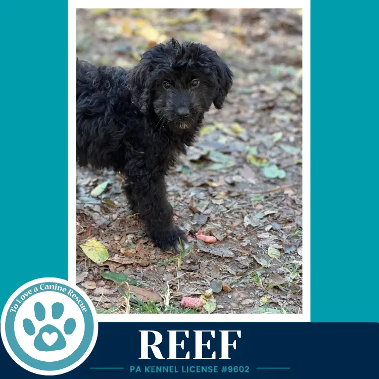 Reefseashore Squad - Poodle (unknown type)