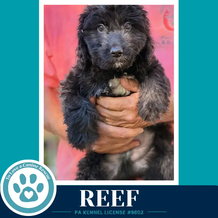 Reefseashore Squad image 2
