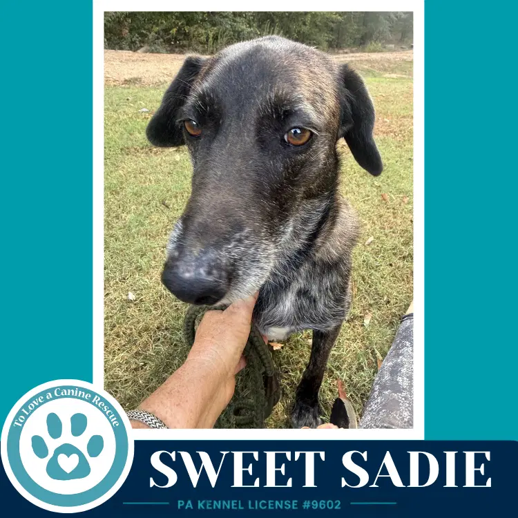 Sweet Sadie - Plott Hound