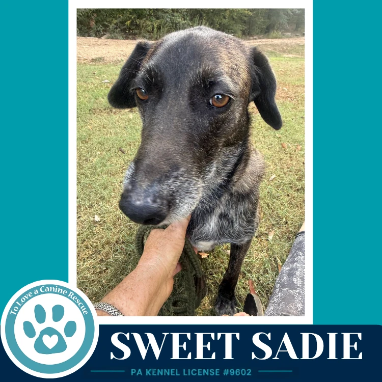 Sweet Sadie