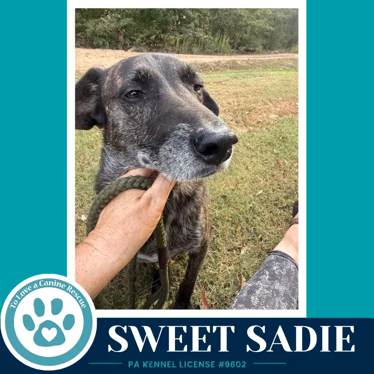 Sweet Sadie image 2