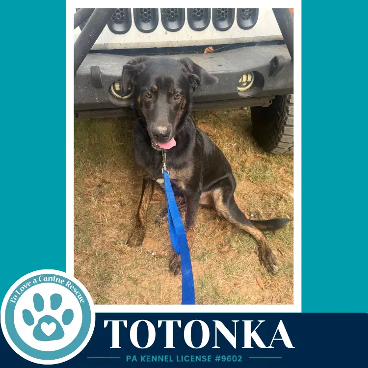 Totonka - Shepherd