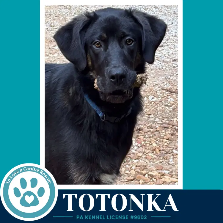 Totonka image 2