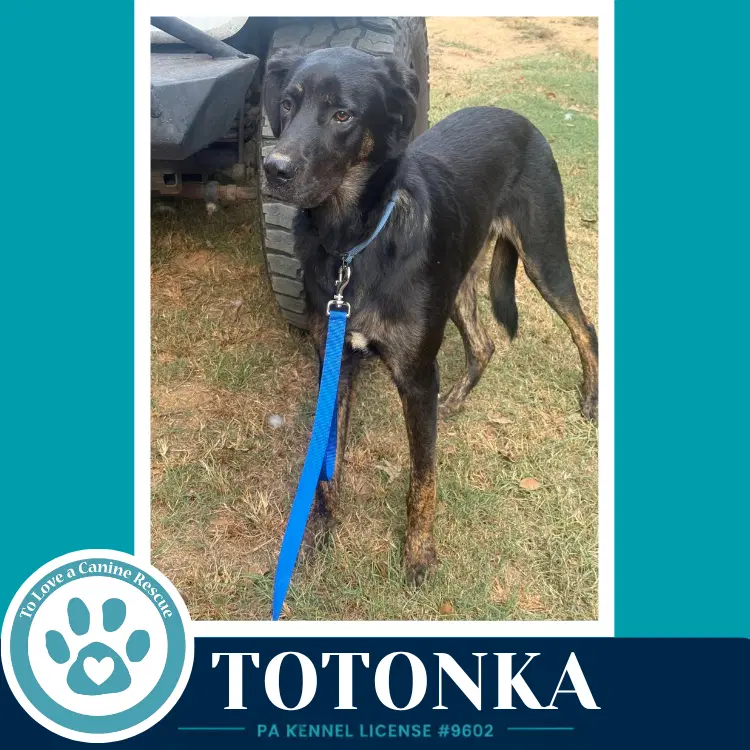 Totonka image 3