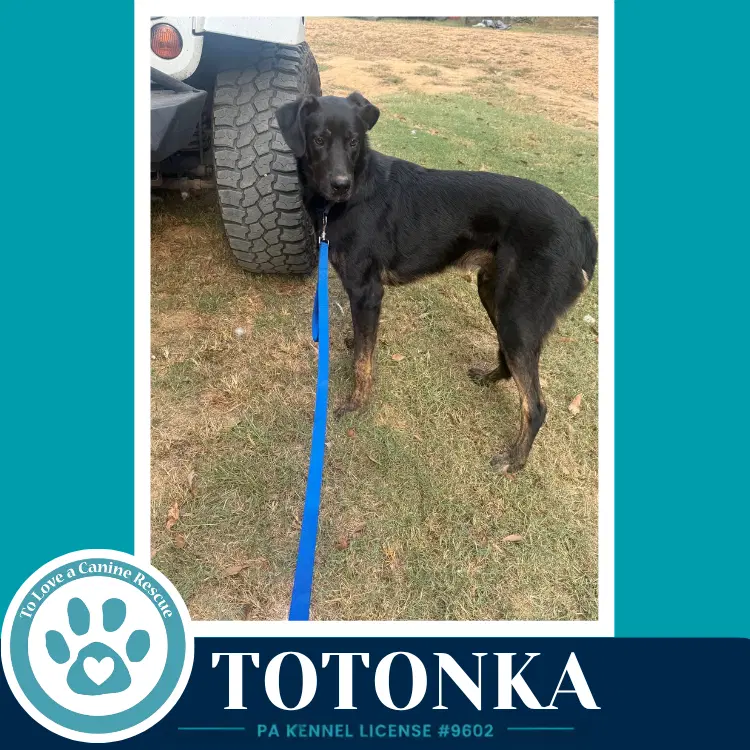 Totonka image 4