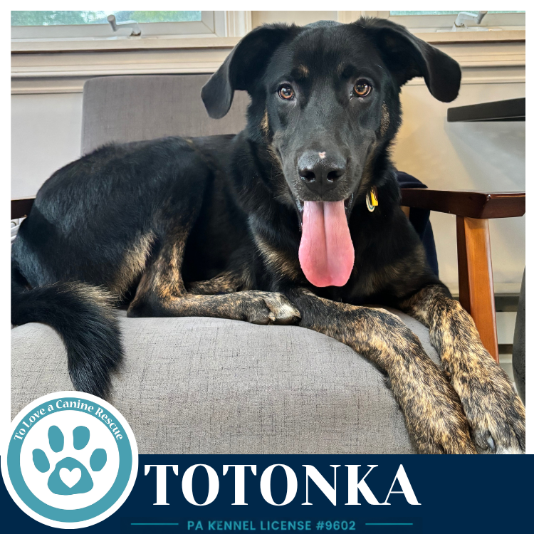 Totonka 101726