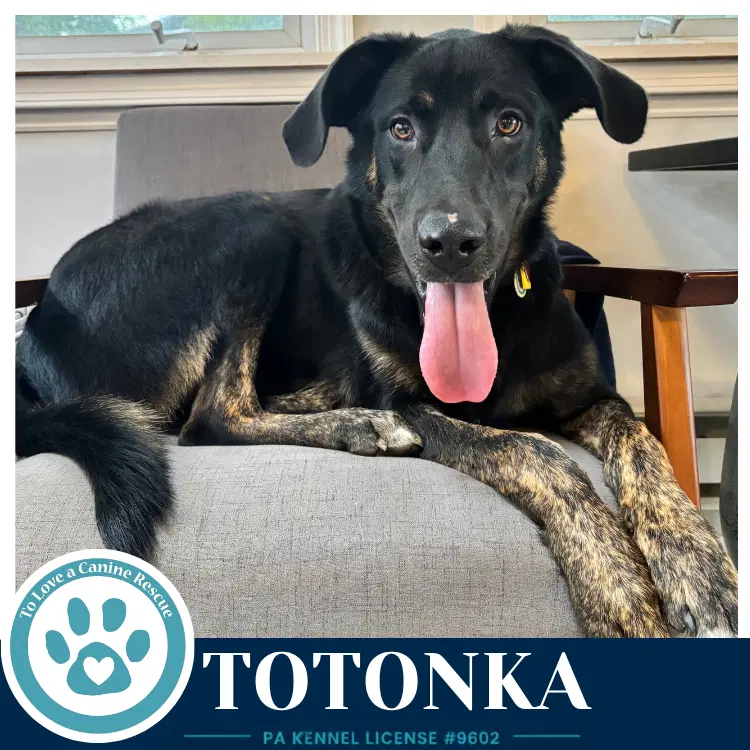 Totonka - Shepherd