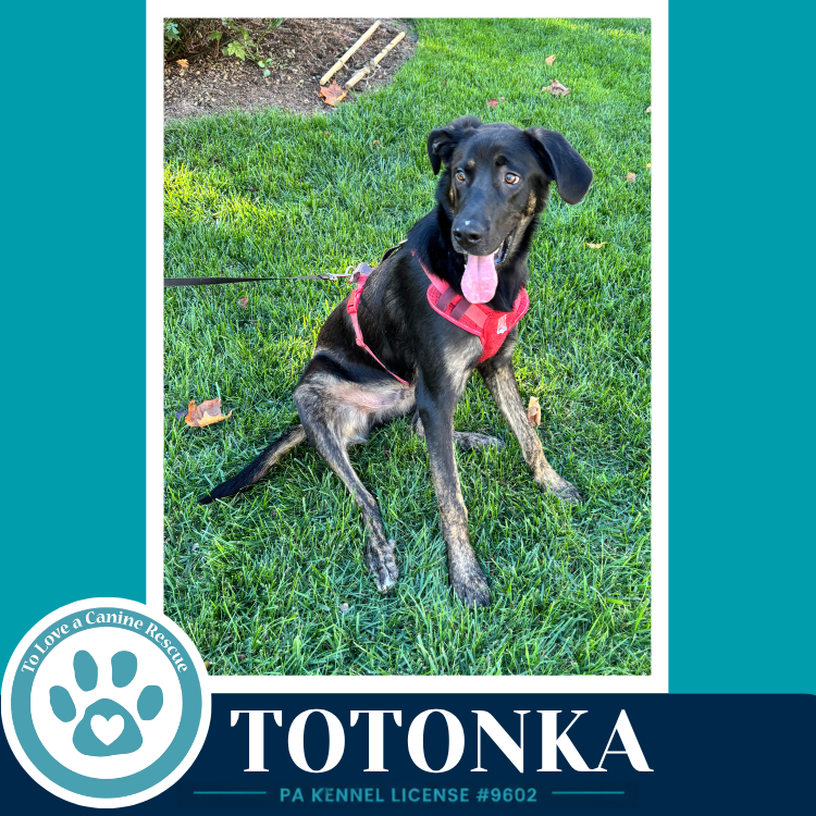 Totonka 101726, photo 2