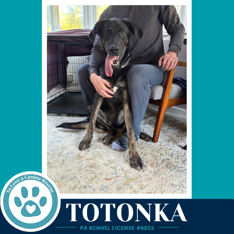 Totonka 101726, photo 3