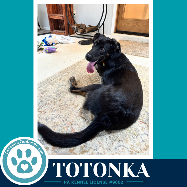 Totonka 101726, photo 4