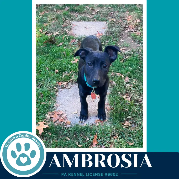 Ambrosia - Shepherd