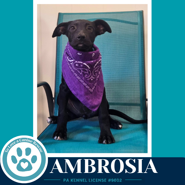 Ambrosia (Apple Bobbers) 102426, photo 2