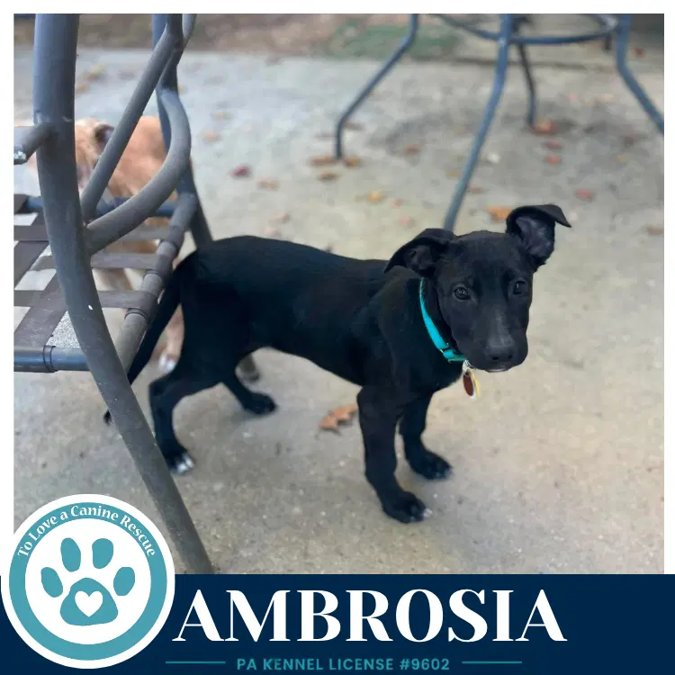 Ambrosia image 3