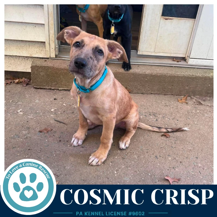 Cosmic Crisp