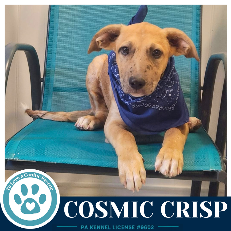Cosmic Crisp (Apple Bobbers) 102426, photo 2