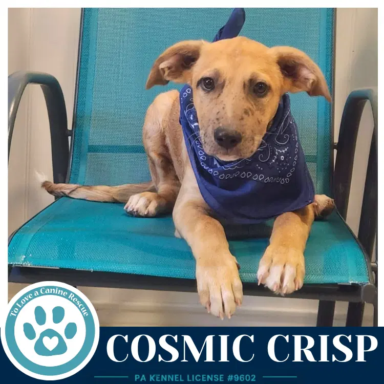 Cosmic Crisp image 2