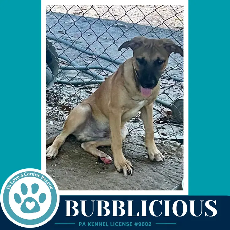 Bubblicious - Shepherd