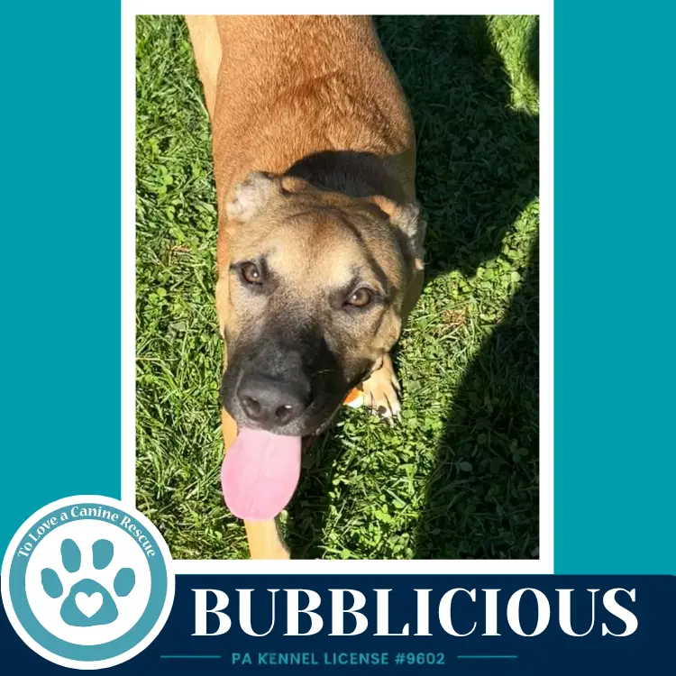 Bubblicious image 2