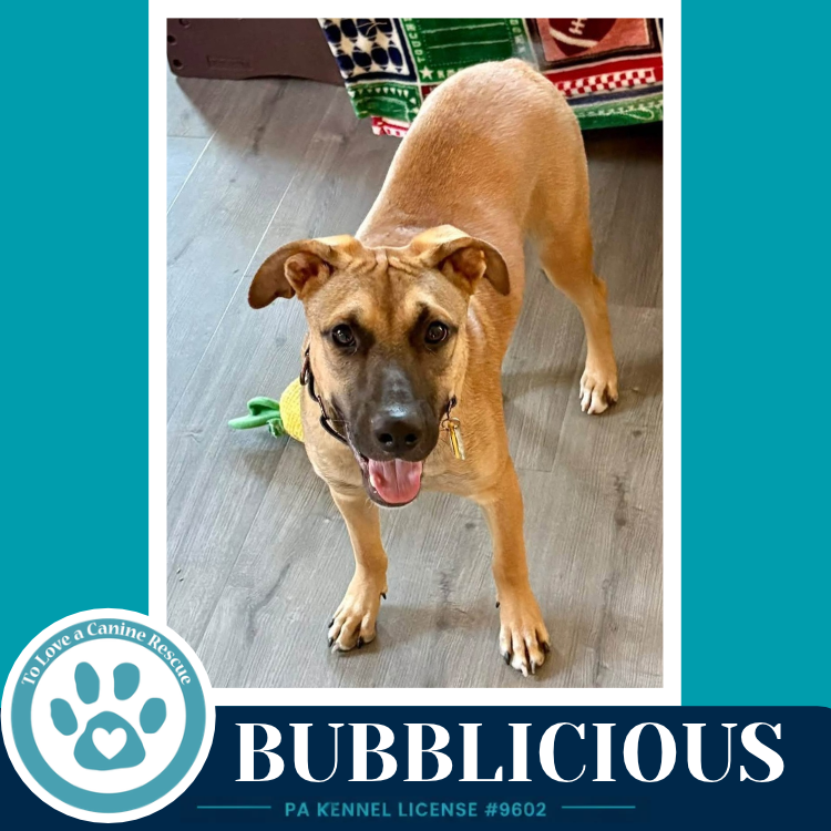 Bubblicious (Bubble Gum Gang) 102426