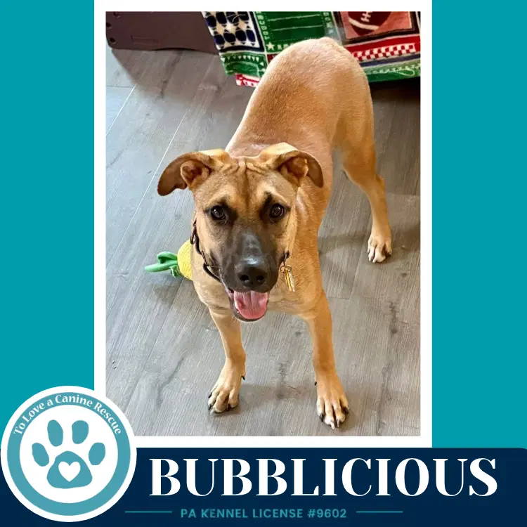 Bubblicious - Shepherd