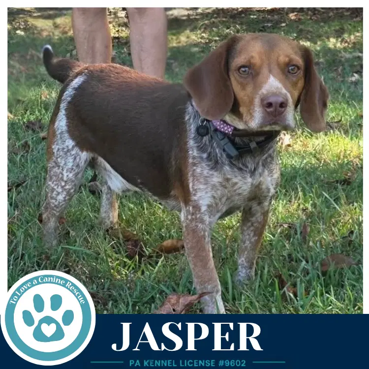 Jasper - Beagle