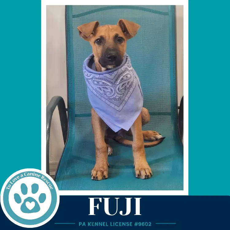 Fuji - Shepherd