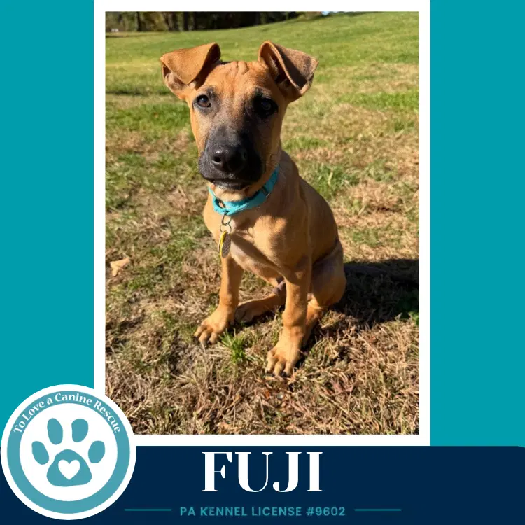 Fuji - Shepherd