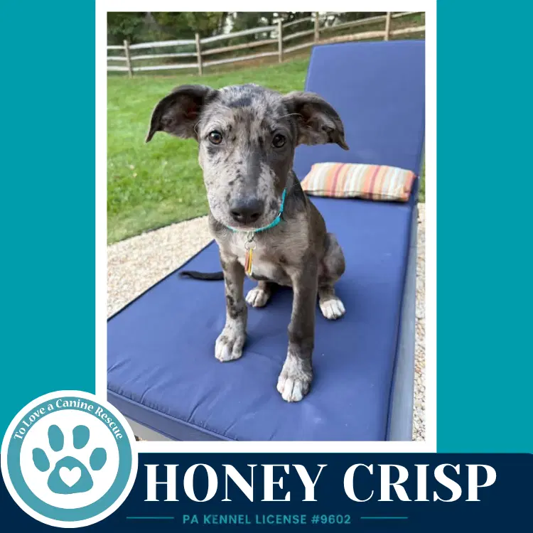 Honey Crisp - Shepherd