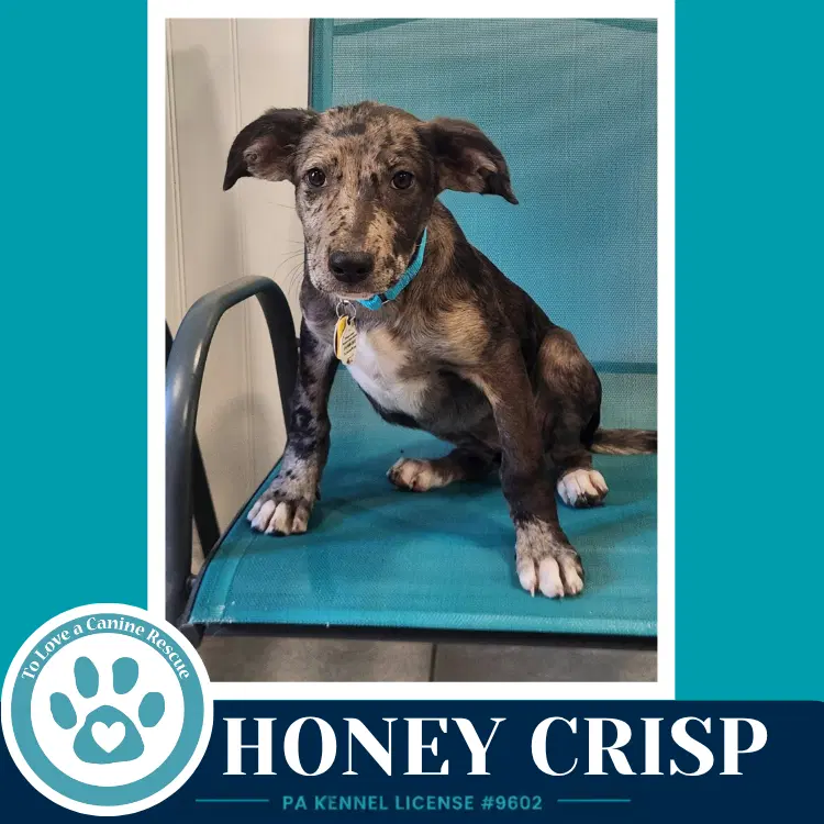 Honey Crisp image 2