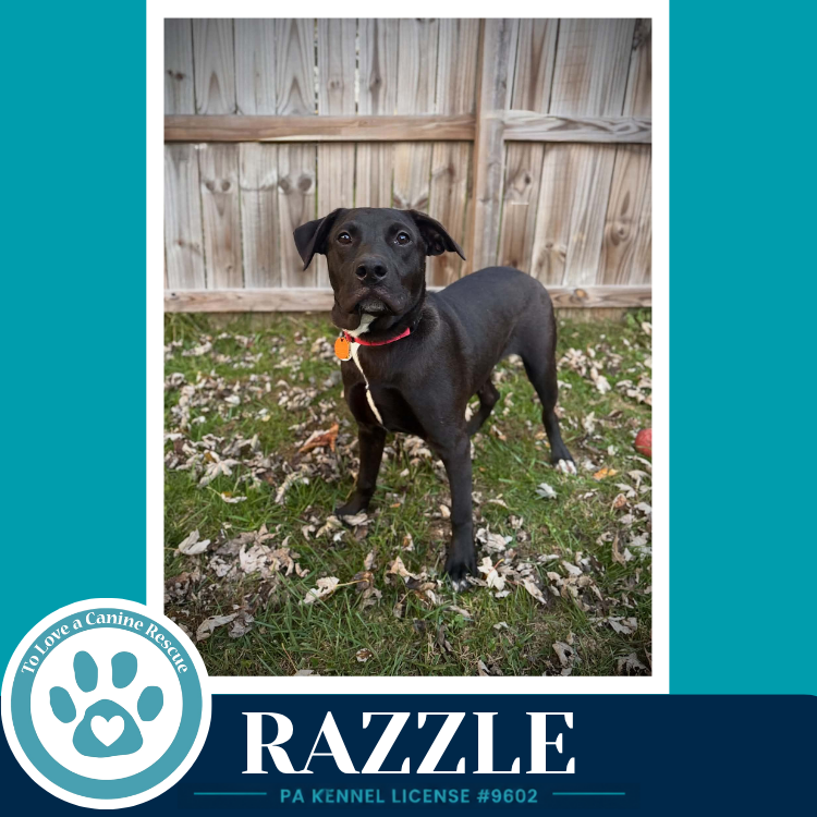 Razzle (Bubble Gum Gang) 102426