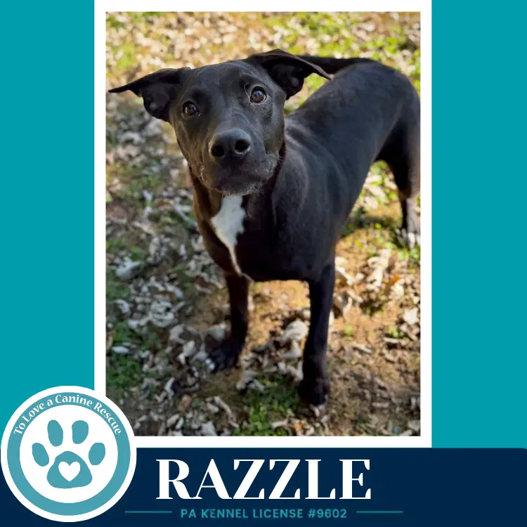 Razzle image 2