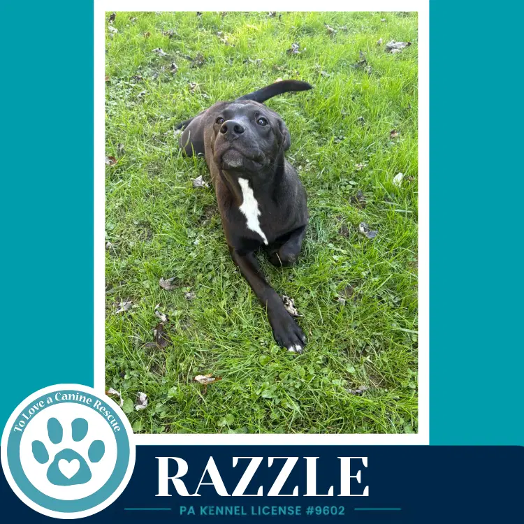 Razzle image 3