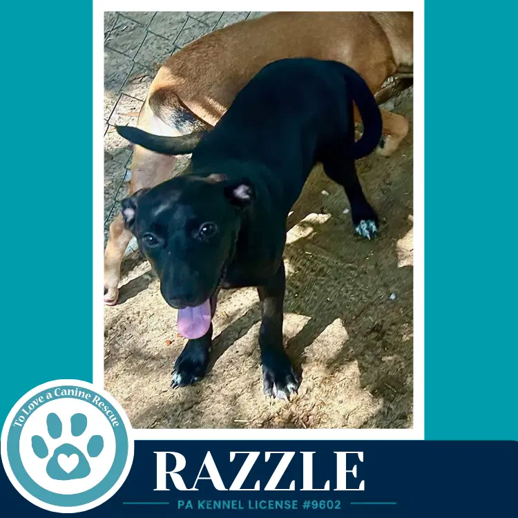 Razzle image 4