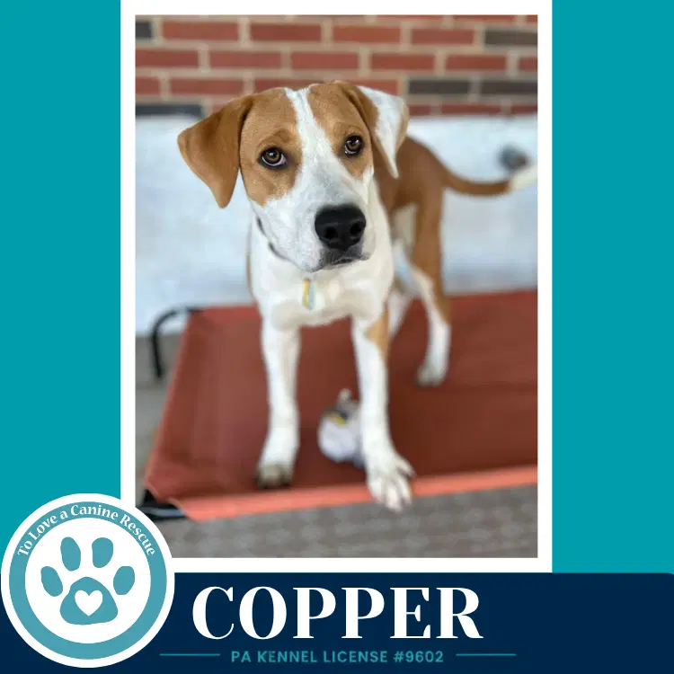 Copper - Hound