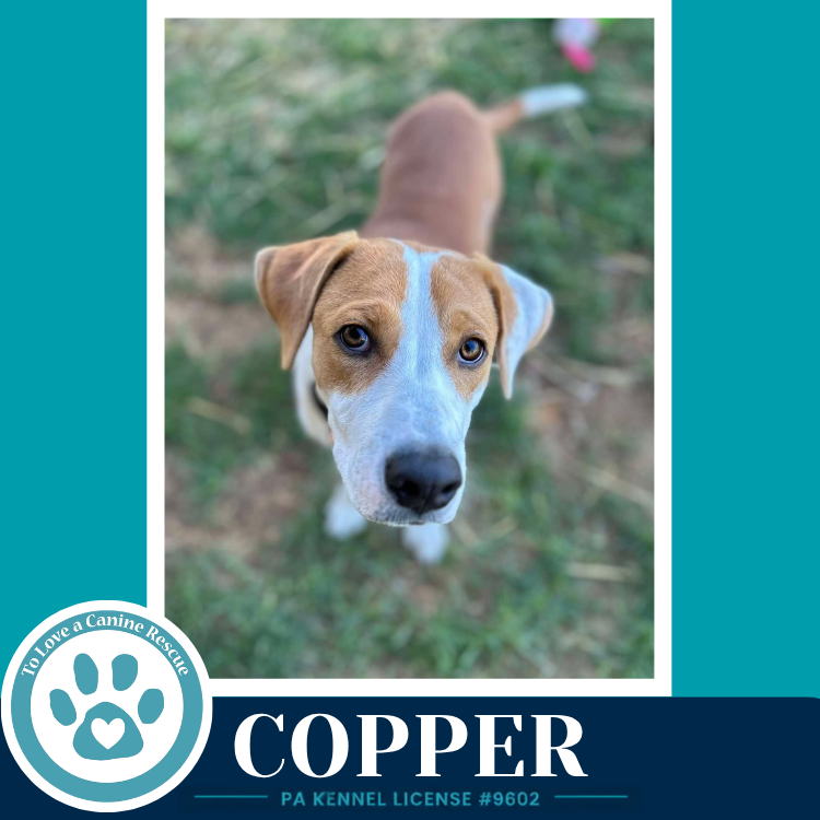 Copper 102426, photo 4