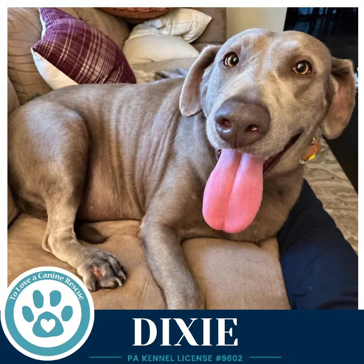 Dixie - Labrador Retriever