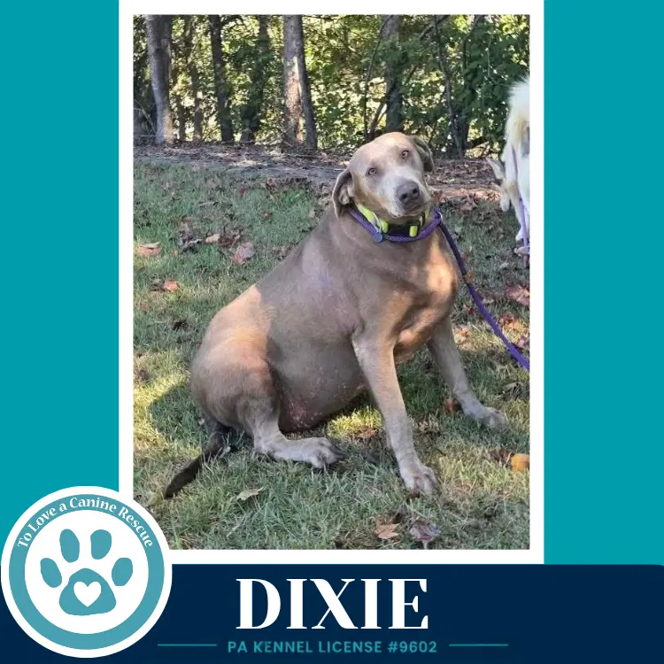 Dixie image 3