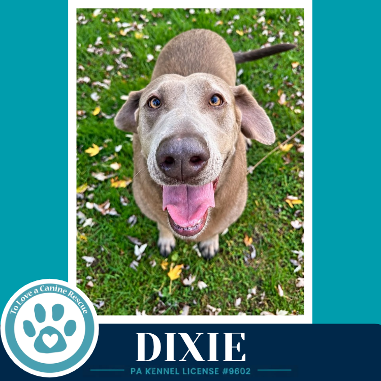 Dixie 102426