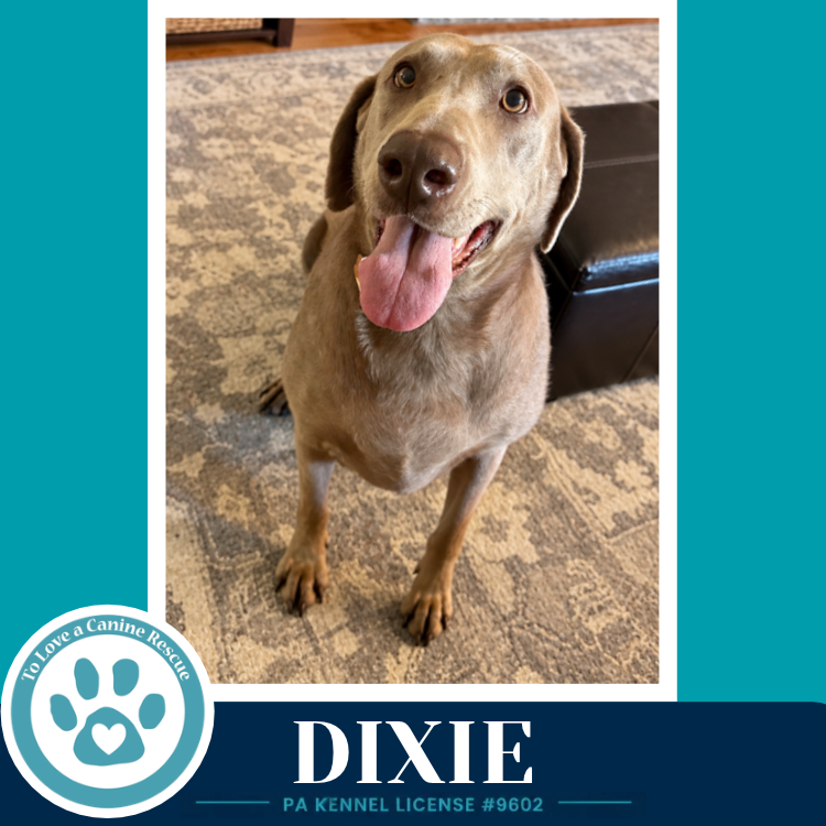 Dixie 102426, photo 2